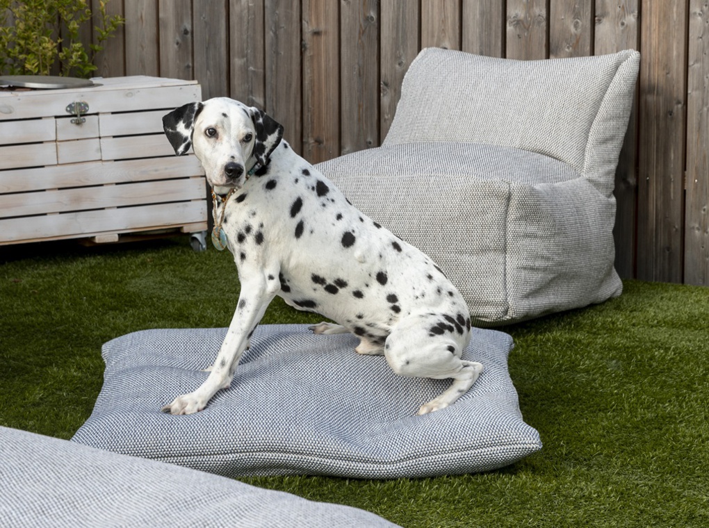DogSeat – Bild 3